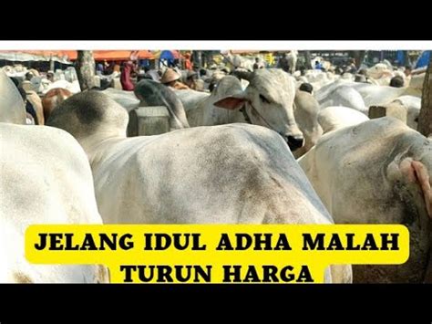 Turun Harga Jelang Idul Adha Pasar Kebumen Banjir Sapi Po Fullsapi