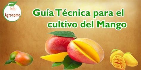 Guía técnica para el cultivo de mango InfoAgronomo