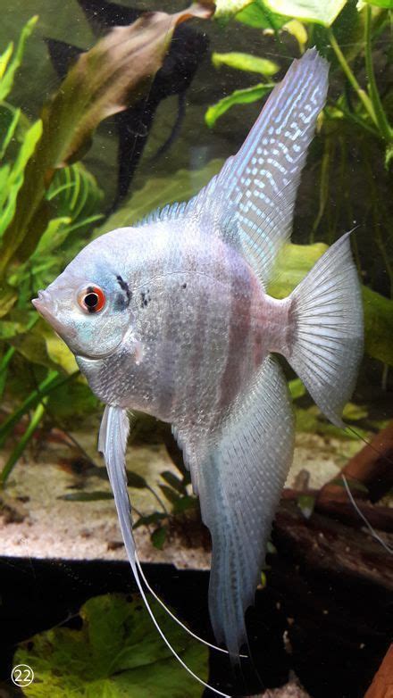 Electric Blue Acara Care Guide Species Profile Artofit