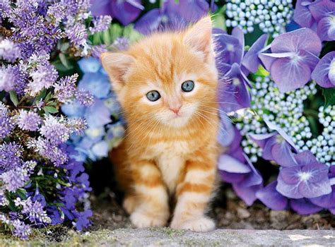 Solve GINGER CAT IN FLOWERS Jigsaw Puzzle Online With 63 Pieces