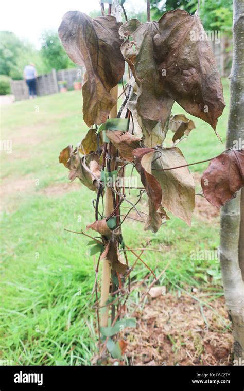 Clematis Wilt Hi Res Stock Photography And Images Alamy