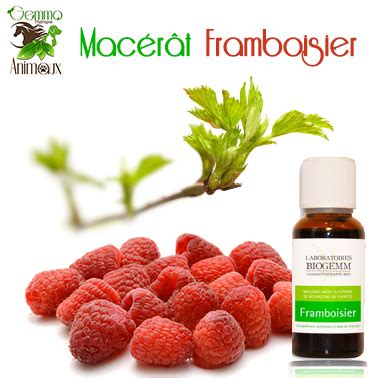 Mac R T De Framboisier Bourgeons De Framboisier