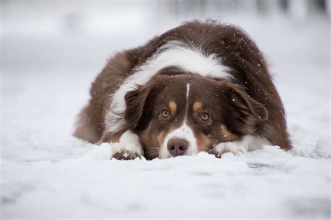 Perros Ahora Epuzzle Foto Puzzle