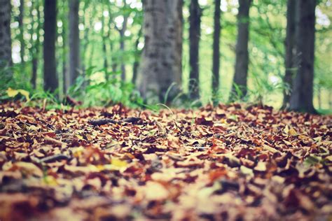 Free Images Tree Nature Grass Branch Sunlight Morning Leaf Fall Flower Dry Foliage