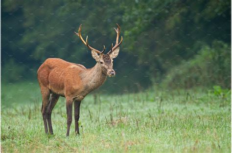 Male Of Red Deer Standing On The Animal Stock Photos Creative Market