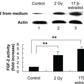 Radiation Induced Intracellular Vegf Expression In Mcf Cells Is