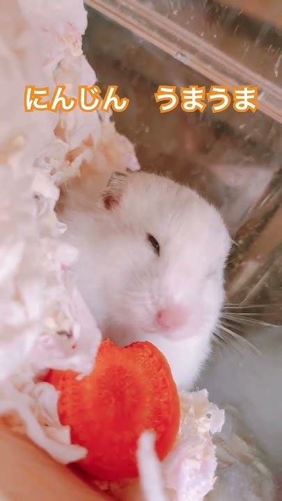 Goldenhamster Asmr ハムスターがにんじんをかじるだけの動画 Hamster Youtube