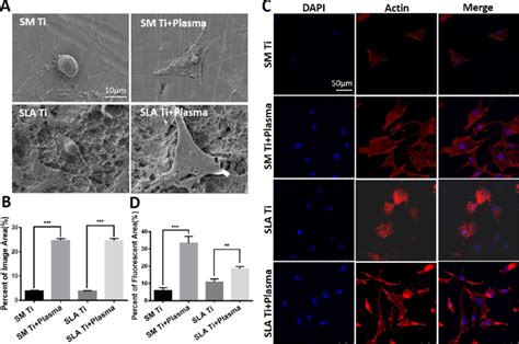 Morphology And Spreading Behaviors Of Osteoblasts On Ltaop Activated