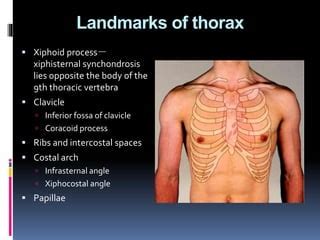 Surface anatomy | PPT