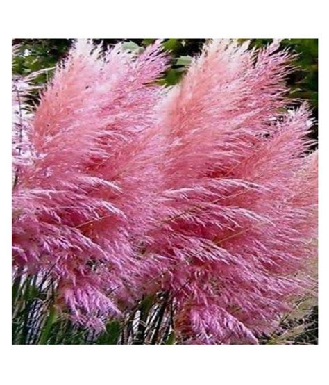 Rare Pink Pampas Grass Flower Seeds 10 Seeds Buy Rare Pink Pampas Grass Flower Seeds 10