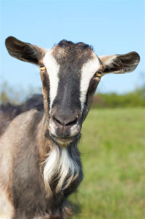 Billy Goat Stock Photo Image Of Beard Nature Horns Sweet 200814