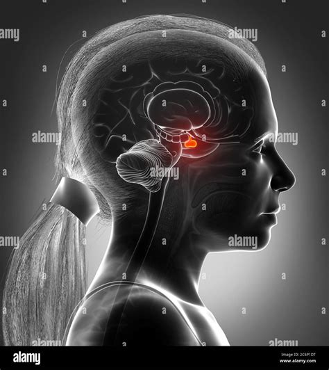 D Rendering Medical Illustration Of A Girl Brain Anatomy Pituitary