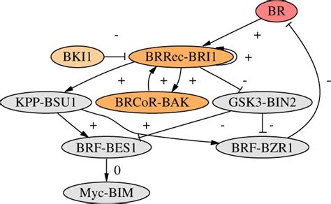 Brassinosteroid Signaling Pathway Science S Stke