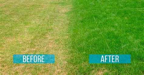 How To Prevent Grass From Turning Brown