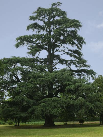 Cedro Del Libano Di Via Cantù Giardino Della Comunità Emmanuel