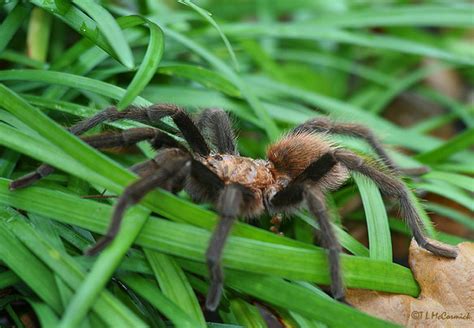 Arkansas Chocolate Tarantula 4065a The Arkansas Chocolat Flickr