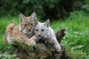 Baby Bobcat: Facts, What They’re Called, & Pictures