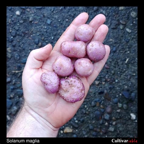 Solanum Maglia Cultivariable