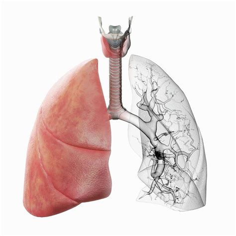 Respiratory System Photograph By Science Picture Coscience Photo Library