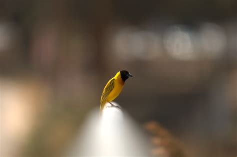 Ploceus Melanocephalus Black Headed Weaver Tecel O De Flickr