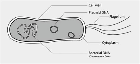 Archaeal Cell Diagram