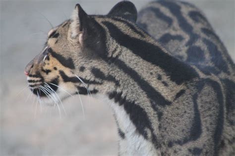 Clouded Leopard (Neofelis nebulosa) - ZooChat