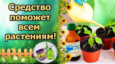 ЭТО СРЕДСТВО ЗАСТАВИТ РАССАДУ И ЦВЕТЫ РАСТИ КАК НА ДРОЖЖАХ! НАШАТЫРНЫЙ ...