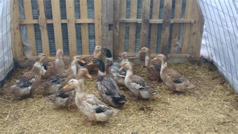 Pure Breed Silver Appleyard Duck Hatching Eggs | Livestock ...