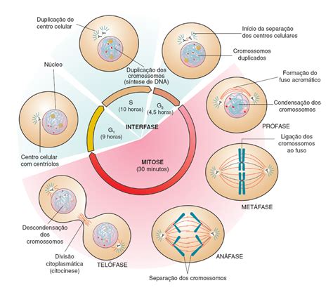 Como Ocorrem Os Processos De Mitose E Meiose Descomplica