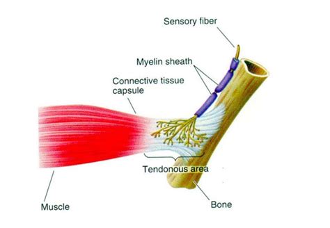 Tendones qué son Anatomía función lesiones y mucho más Tendones