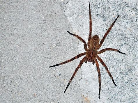 As Picadas De Aranha Mais Comuns Veja Os Sintomas E Como Tratar Mega