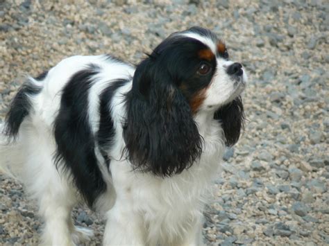 Cavalier King Charles Spaniel Tricolor - Profile | Care | Puppy - DogDwell