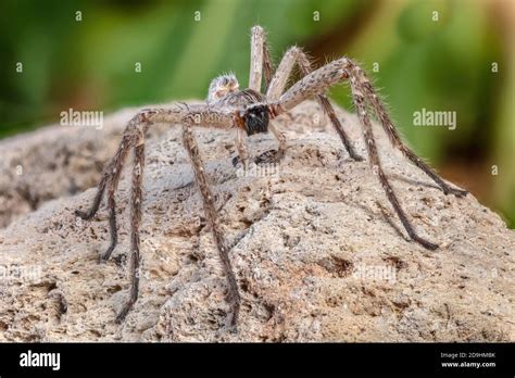 Giant Spider Crab Hi Res Stock Photography And Images Alamy