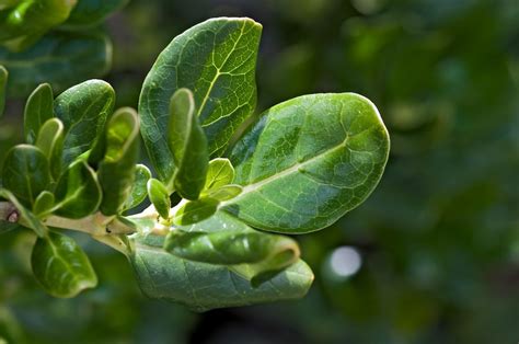 Caracter Sticas E Cultivo Da Planta Espelho Coprosma Repens