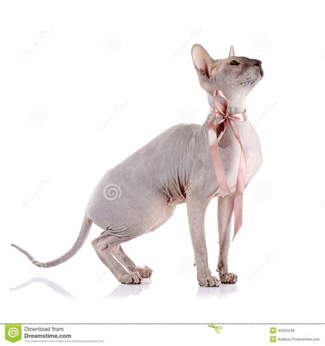 Bald Cat With A Tape Stock Photo Image Of Naked Sphynx 45455548