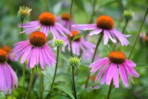 Je Wka Purpurowa Echinacea Purpurea Uprawa W Ogrodzie I