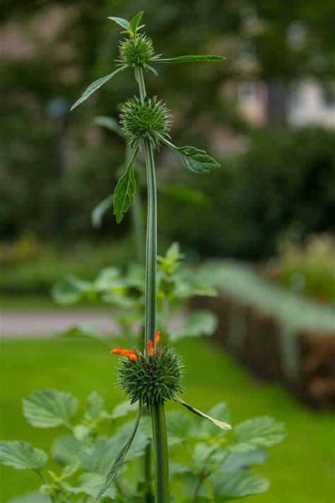 Fondos De Pantalla Verde Hierba Flora Blomma Lund Botaniskatr Dg