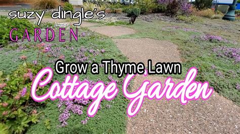 Is Creeping Thyme Safe For Dogs