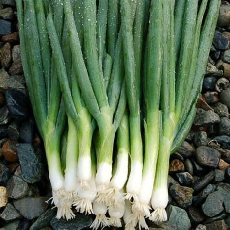 Scallion Bunching Onion Seeds Evergreen Hardy White Etsy