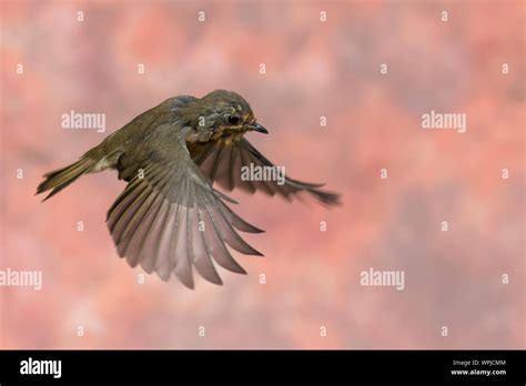 Robin In Flight Hi Res Stock Photography And Images Alamy