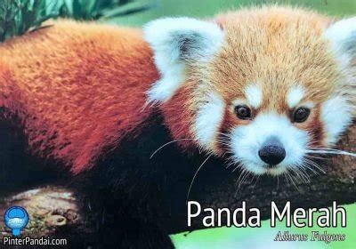 Panda Merah - Fakta Menarik Yang Mungkin Belum Anda Ketahui