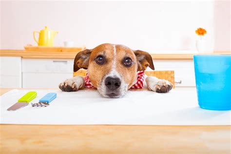 Advertencias En La Cocina Alimentos Que Debes Evitar Darle A Tu Perro