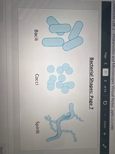 Domain Bacteria And Archaea Prokaryotic Flashcards Quizlet