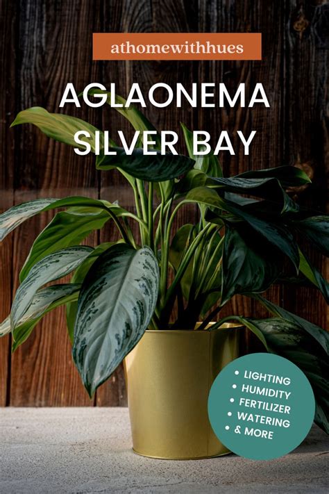 Aglaonema Silver Bay Complete Care Guide For Chinese Evergreen Plants