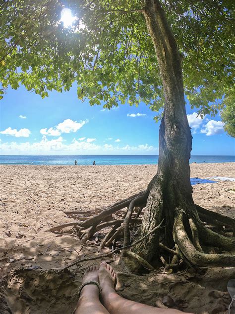 A L Ombre Du Palmier Plages Mer Arbres Les Salines Pointe Sud