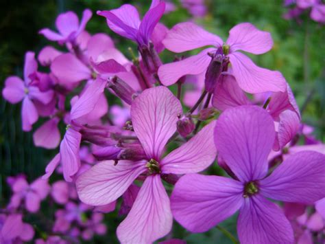 Lunaria Annua Judaspenning Bloemenpark Appeltern