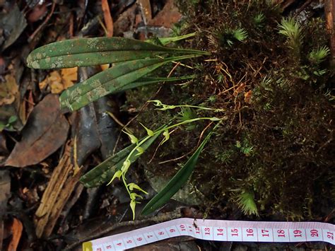 Bulbophyllum Invisum Orchidaceae Image At Phytoimages Siu Edu