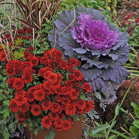 Red Flowering Kale Edible | Best Flower Site