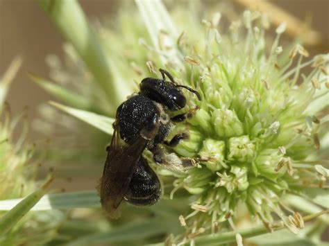 Pseudapis Nomiapis Sp Female Halictidae Sweat Bees Flickr