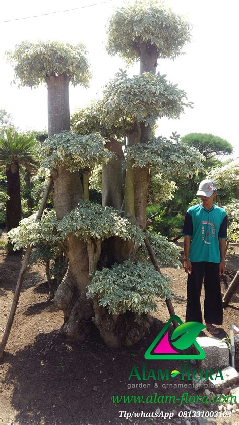 Bonsai Kapuk Atau Randu Variegata Bonsai Bonsai Taman Tanaman